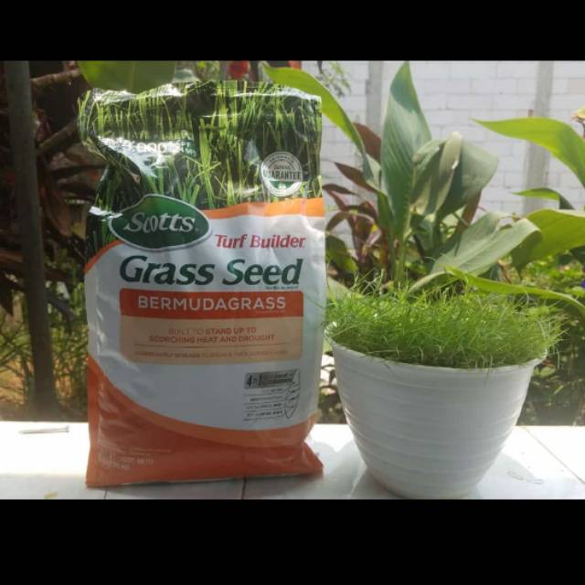 Biji rumput jepang - benih rumput Jepang - bibit rumput Jepang