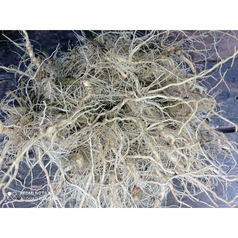 

ciplukan akar, (akar ciplukan segar) 500gr