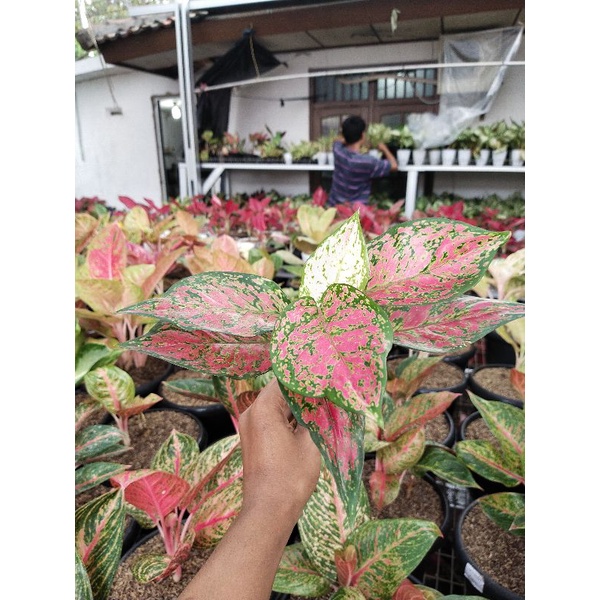 Aglaonema Dud anjamani