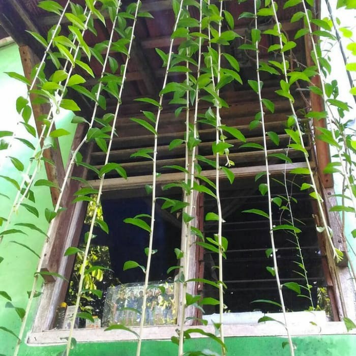 Bibit Stek Cutting Lee Kwan Yeew Benih Bibit Stek Lee Kwan Yew