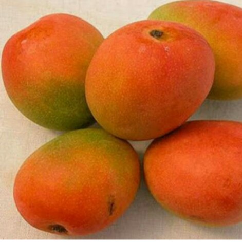 MANGGA GEDONG GINCU 1 KG