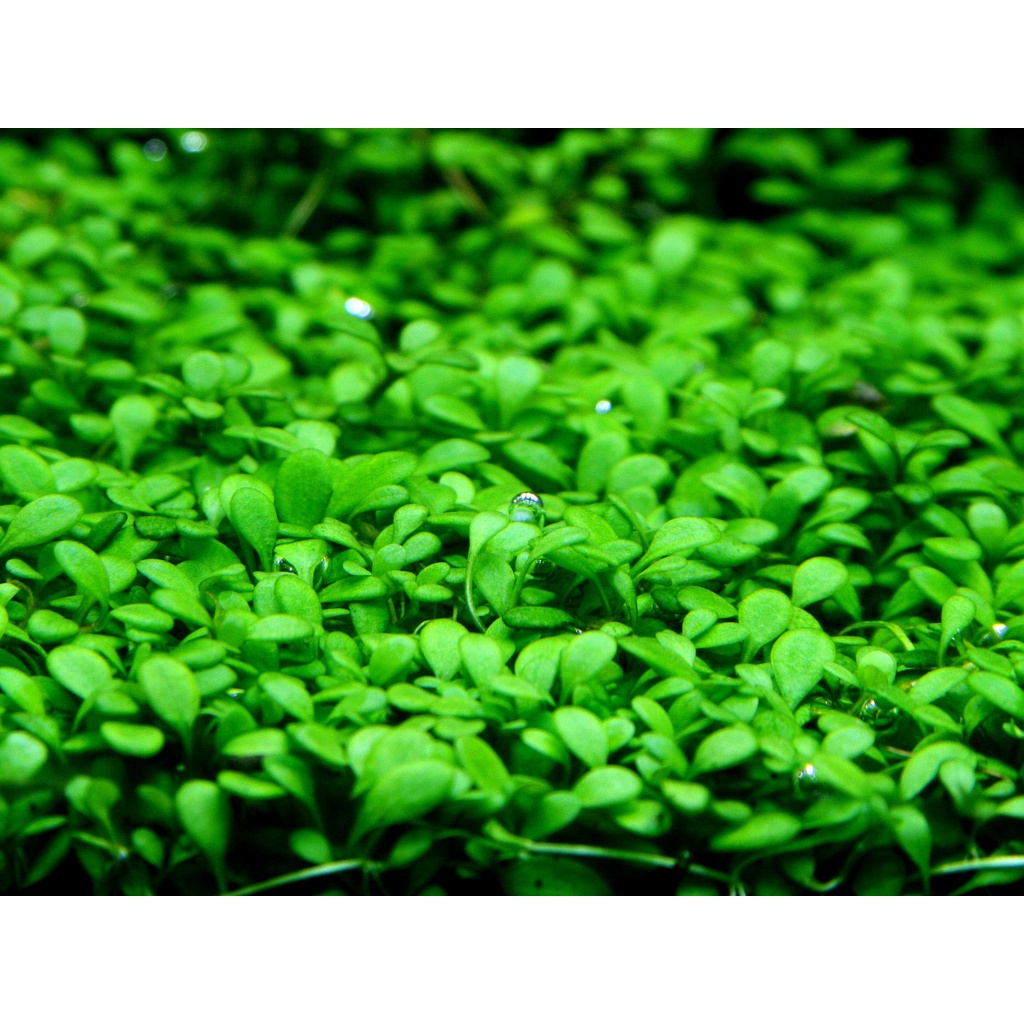 KARPET GLOSSO TANAMAN AQUATIC AQUASCAPE PER LEMPENG