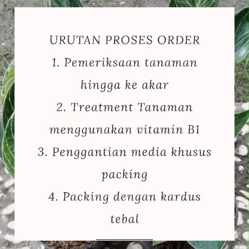 pusat tanaman hias rhaphidopora - raphidopora,,murah