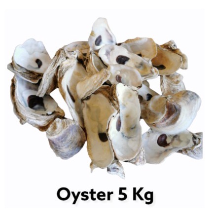 MEDIA FILTER OYSTER KULIT KERANG 5 KG  AQUARIUM KOLAM / CANGKANG 5 KG