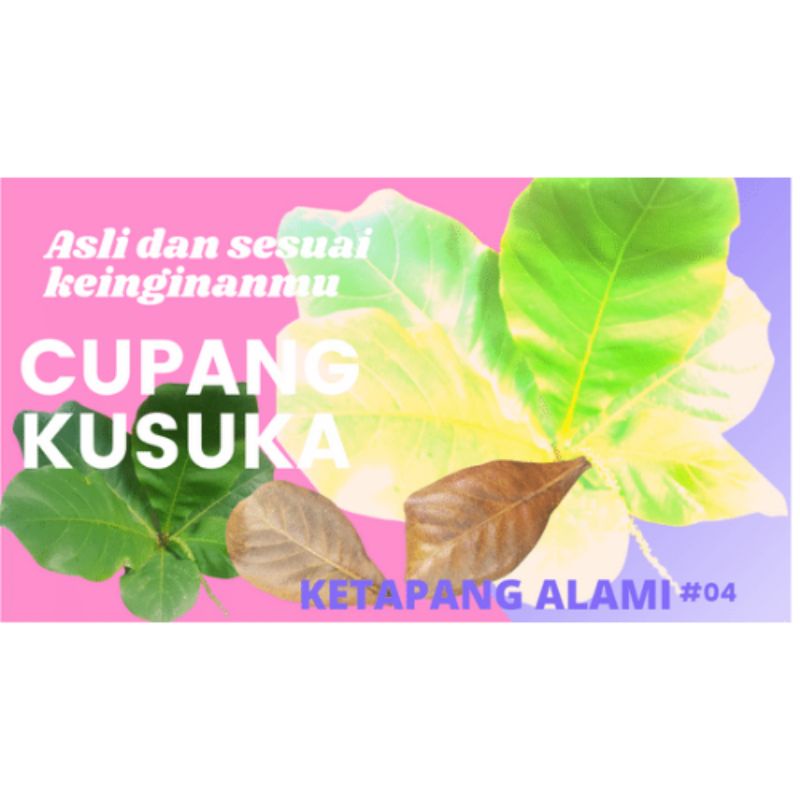 cupang Kusuka #04 | Ketapang alami