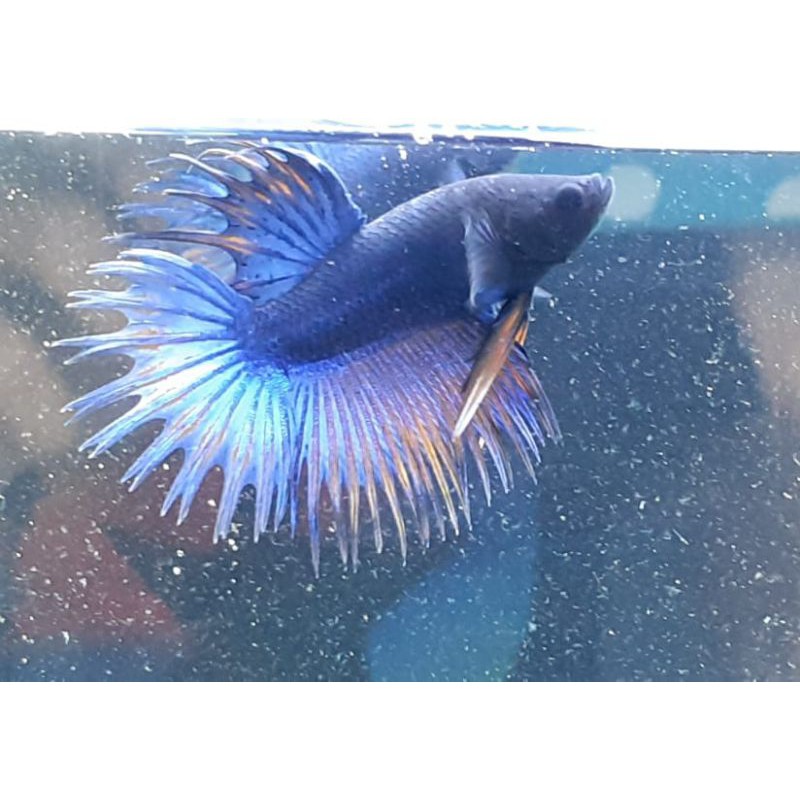 

ikan cupang crowntail