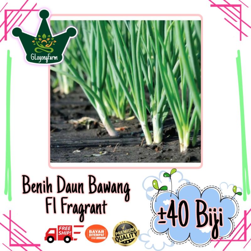 Benih Sayuran Selada Brokoli Kangkung Bayam Seledri Kubis BungaKol Pakcoy Caisim Kailan-40 Daun Bawang