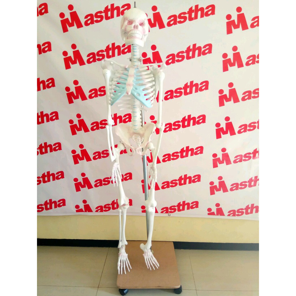 Anatomi Manusia Alat Peraga Model Kerangka Mini Manusia/Manekin