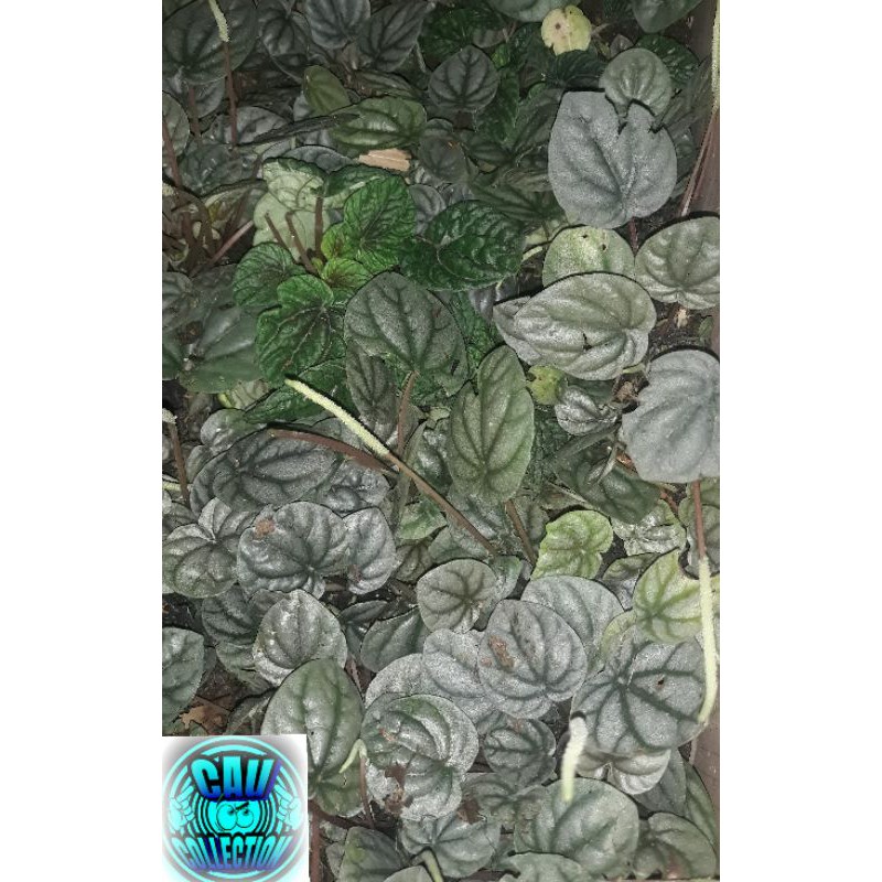 Peperomia silver