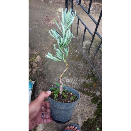 bibit lohansung blue ice+pucuk merah