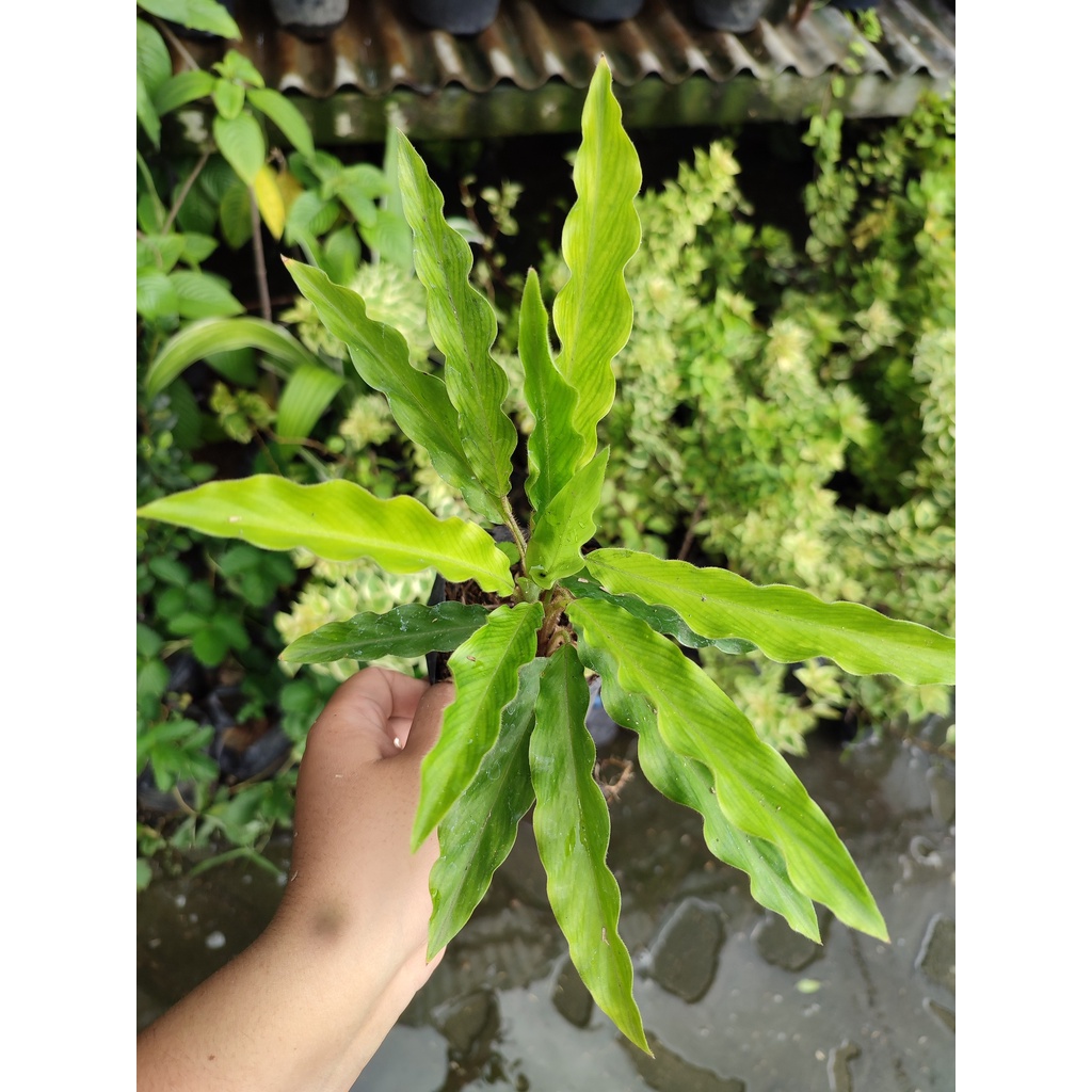 Tanaman Calathea Bambu Tanaman Hias Calathe Rufibarba Calathea Murah daun Segar