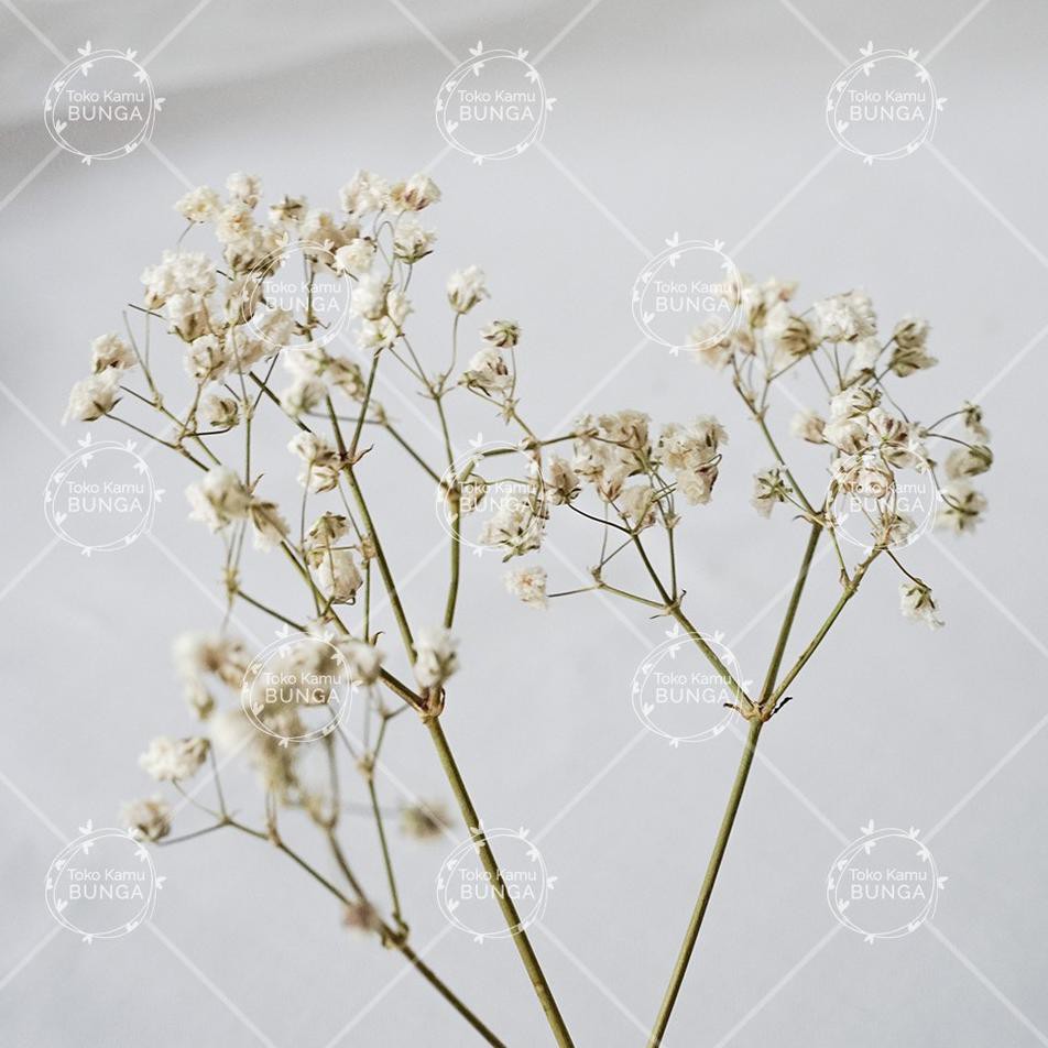 【CT】 Baby Breath Natural | Bunga Kering / Dried Flower