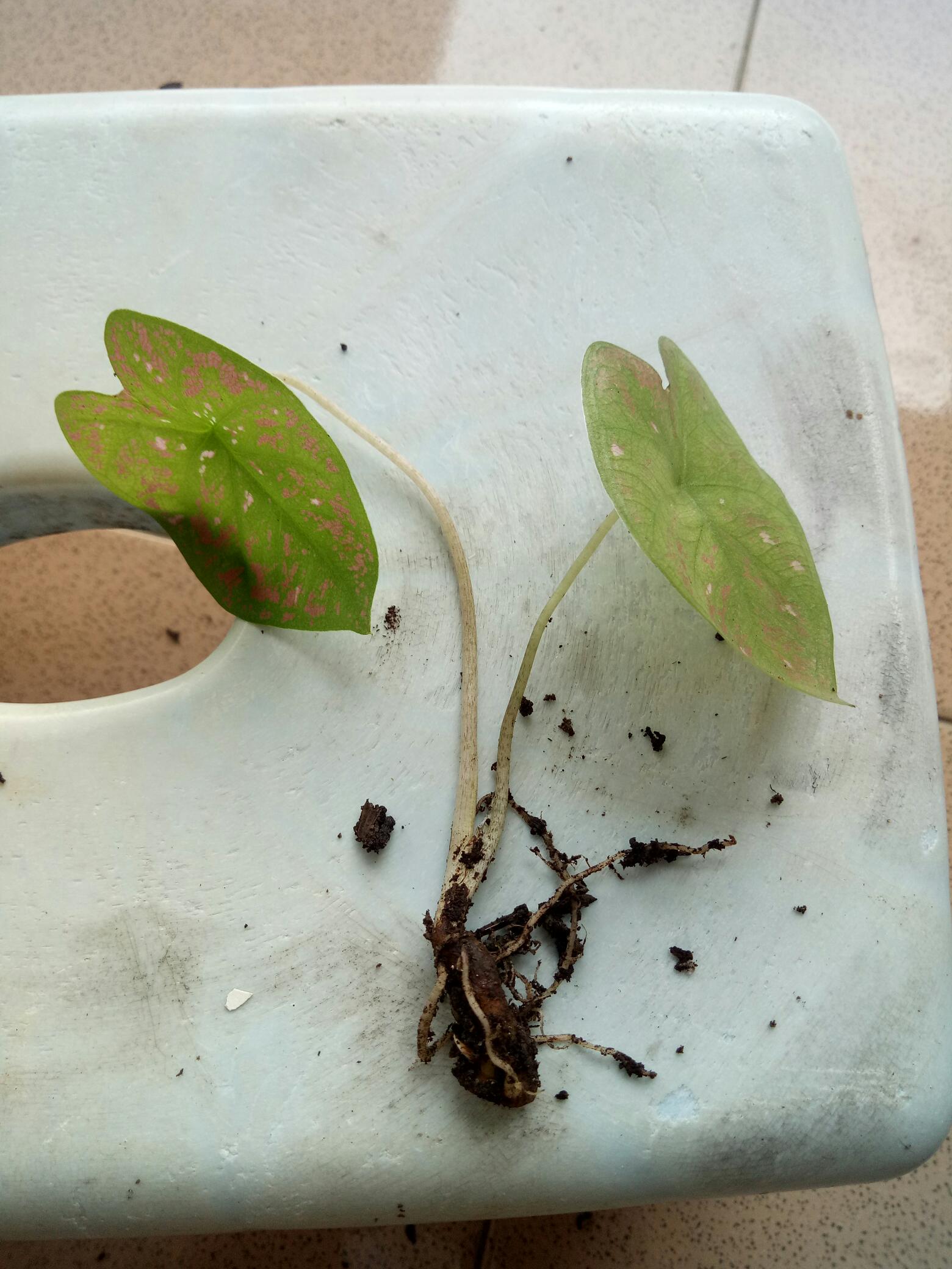 Keladi Green Spider Gratis Karantina