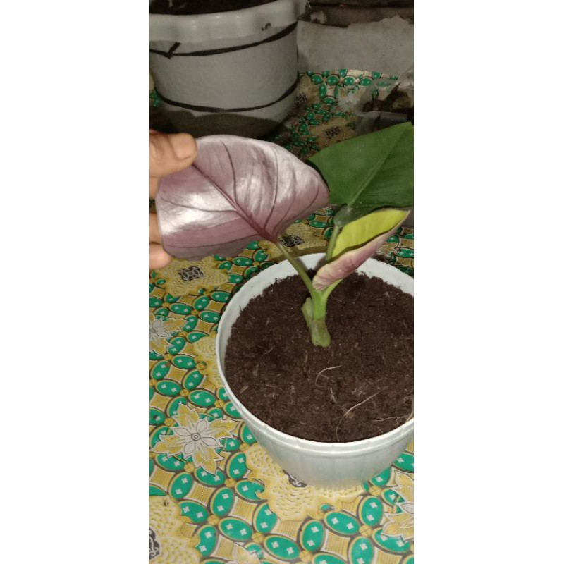 Alocasia Raginae