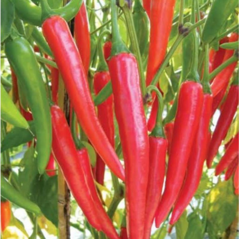 Benih Bibit Cabe Merah Besar (AX Seed)