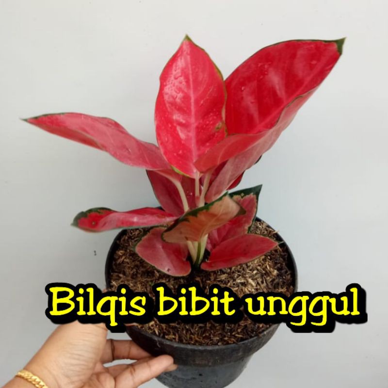 bunga aglonema suksom jaipong tangkai pendek culture Kultur super / stang pendek