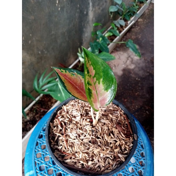 Baby Aglonema Sultan Brunei