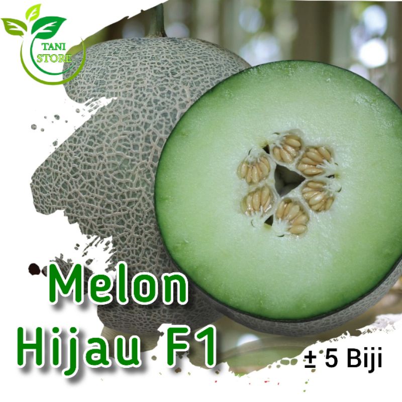 ±5 Biji benih melon hijau f1 hibrida_bibit melon