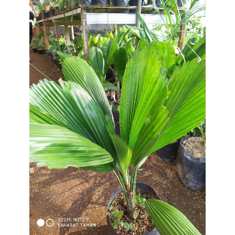 Palem kipas/Tanaman hias palem kipas