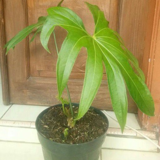 Anthurium jari (Anthurium pedatoradiatum)