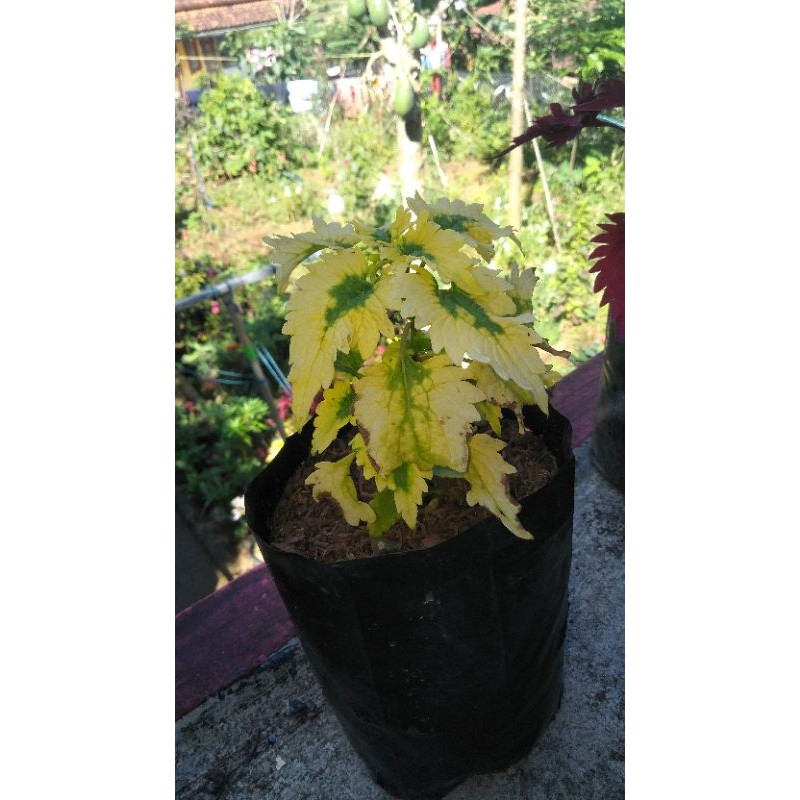 tanaman hias miana stek