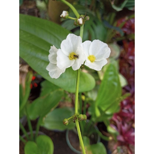 bunga melati air murah