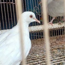 burung puter putih albino mata merah
