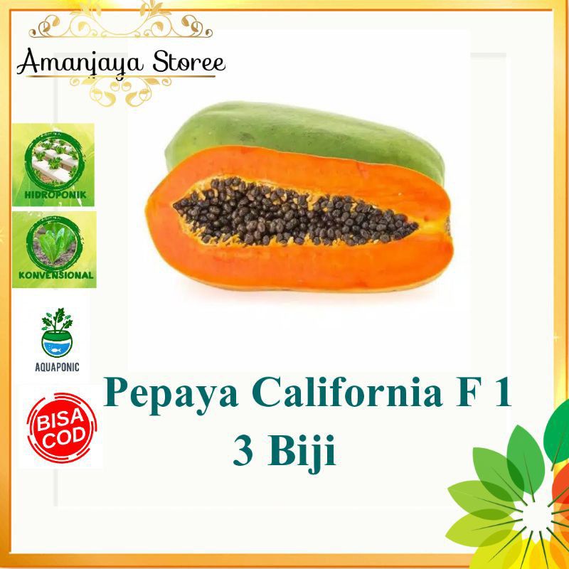 benih pepaya california F1