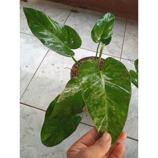 TANAMAN PHILLODENDRON GIGANTEUM BLIZZARD/tanaman marbel variegata