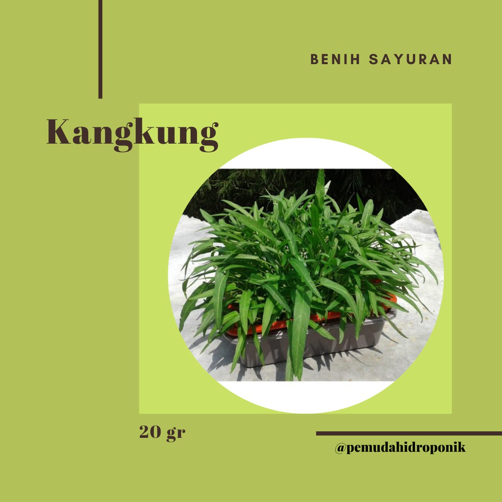 Benih Kangkung 20 gram