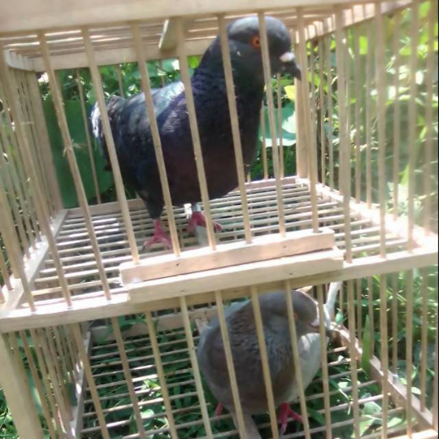 Burung dara sepasang berjodoh
