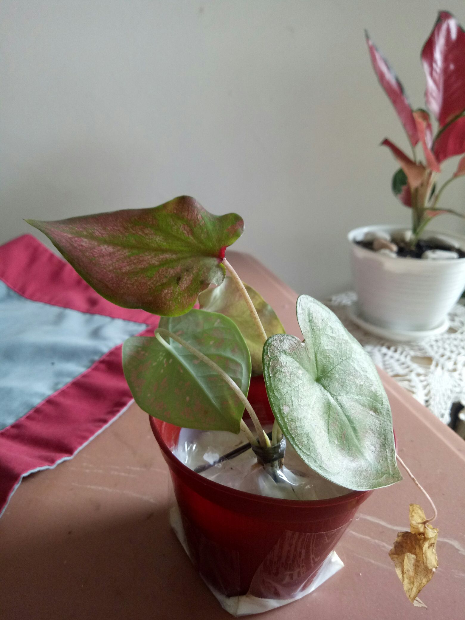 Keladi Green Spider Gratis Karantina