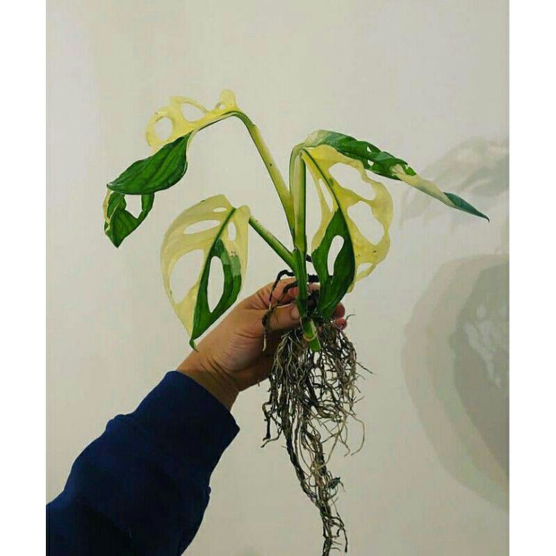 Promo bonggol ASLI atau bibit janda bolong varigata