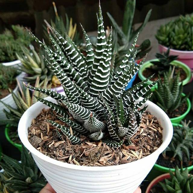 Haworthia zebra