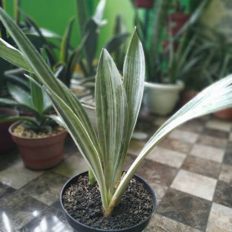 sansivera silver, lidah mertua daun silver