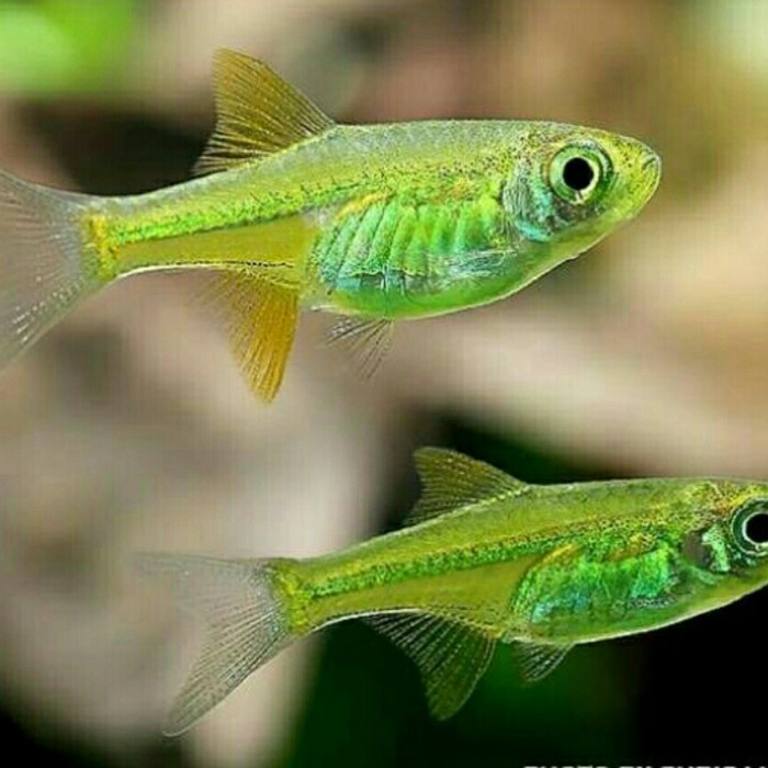 ikan hias rasbora kubotai