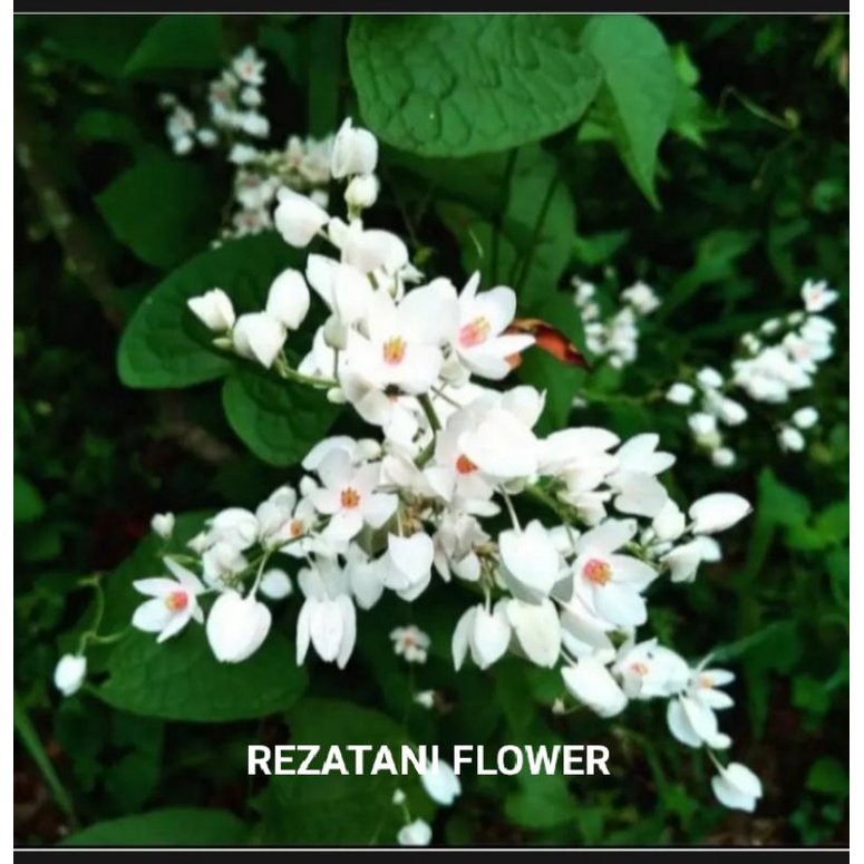 tanaman rambat air mata pengantin/tanaman hias air mata pengantin/tanaman rambat