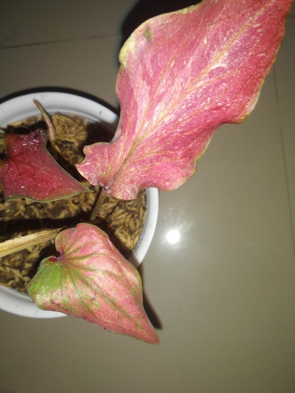 Keladi White Raffles Caladium White Knight