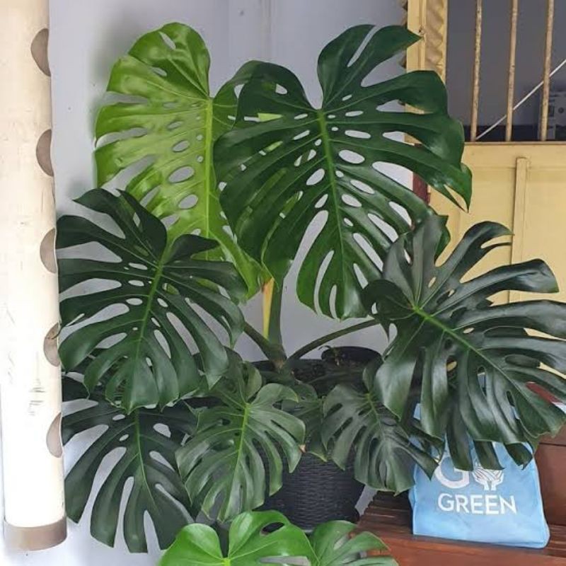 Tanaman hias Asli Monstera KING / KING MONSTERA MURAH/Monstera deliciosa