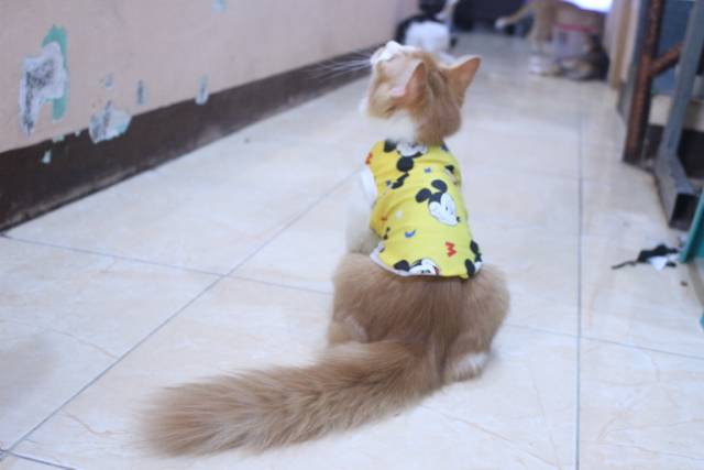 Baju rumahan simple untuk kucing dan anjing motif mickey mouse / baju kucing murah size S M L XL