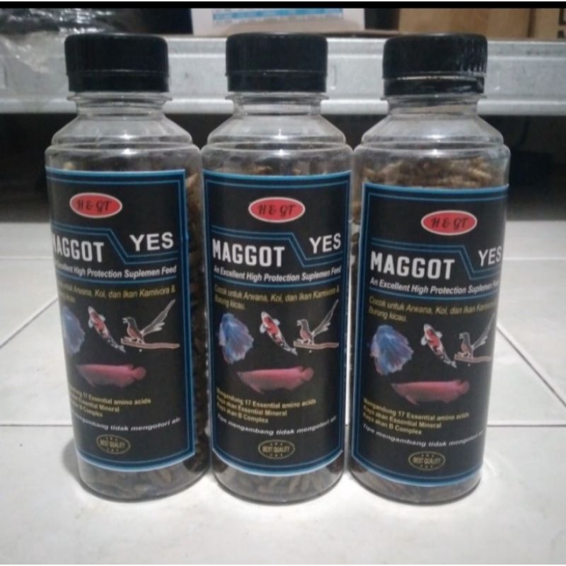 Maggot Pakan ikan karnivora pakan ikan hias arwana koi