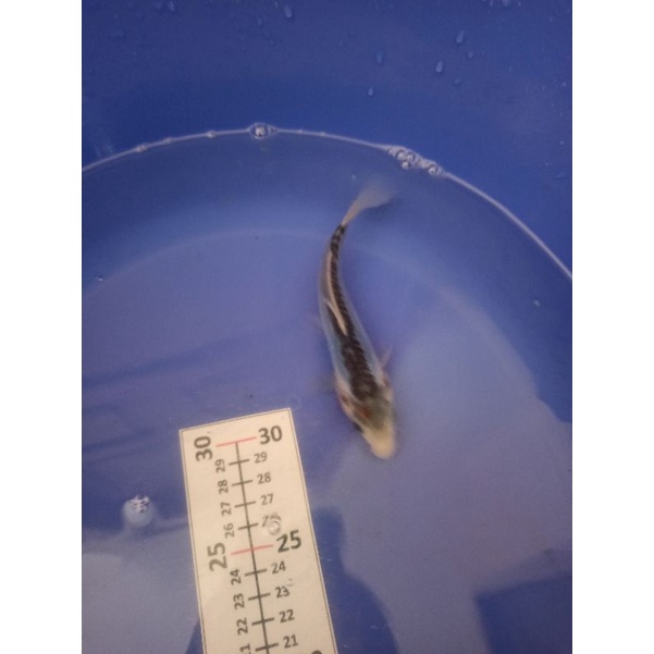 ikan koi Shushui F1 Tategoi anakan indukan Import