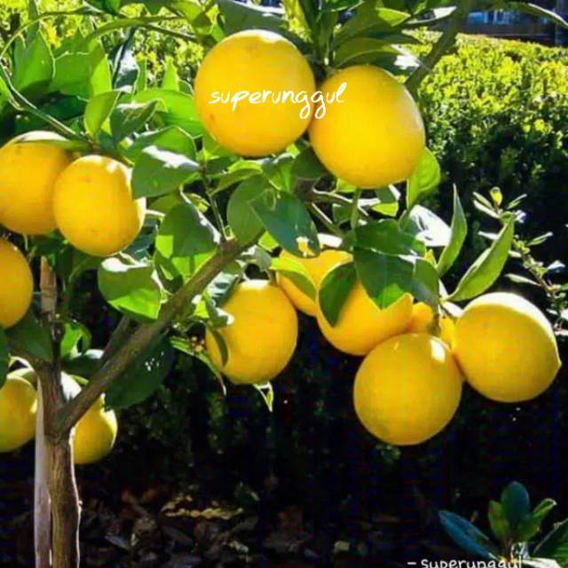 bibit lemon import super