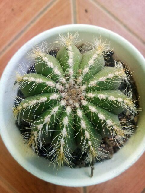 Kaktus Ownroot Magnifikus + Pot Tawon Putih