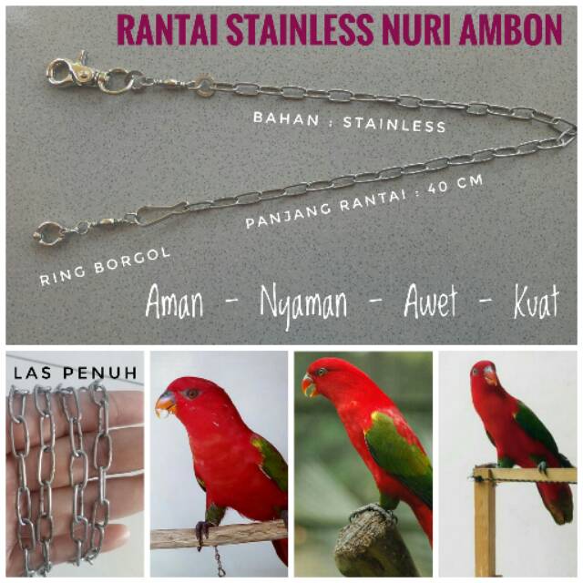 Jual Rantai Stainless Burung Parrot Nuri Ambon Ternate
