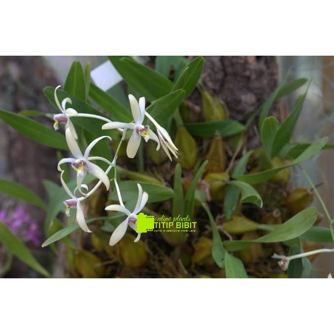 anggrek spesies dendrobium epygenium triflorum