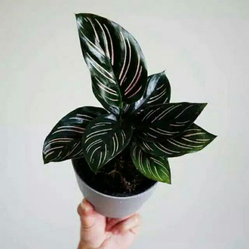 tanaman hias calathea ornata Sanderiana-CALATHEA ORNATA SANDERIANA-Calathea Oranata Sanderiana PROMO