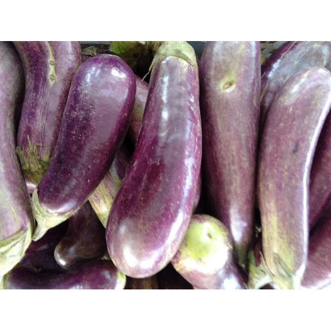 

TERONG UNGU SAYUR SEGAR kilogram