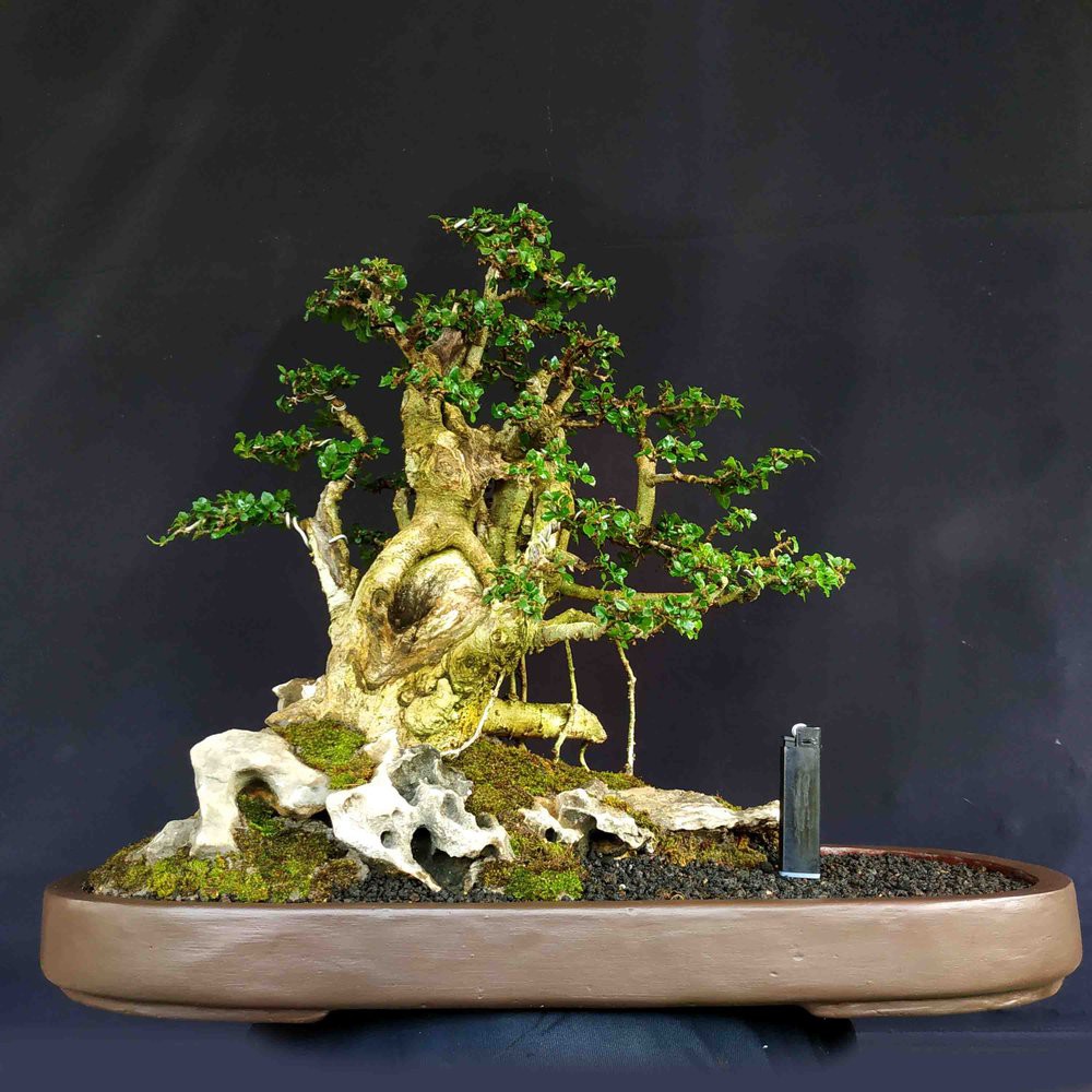  Bonsai  Serut  Elegan Cahunit com