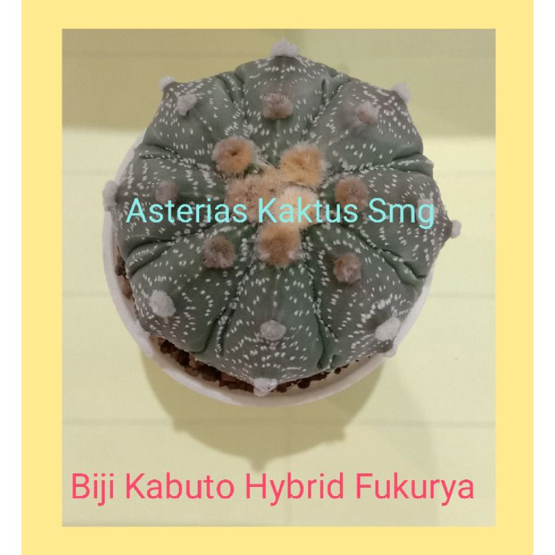 Biji Kaktus Astro Astrophytum Kabuto Hybrid Fukurya
